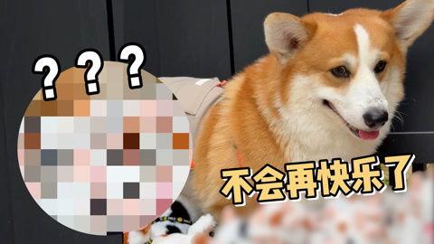 在线视频牛马狗,探寻动物界的和谐共处之道